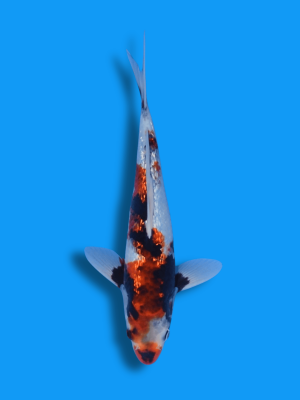 Ginrin Sumi Sakura | Koi&Co.